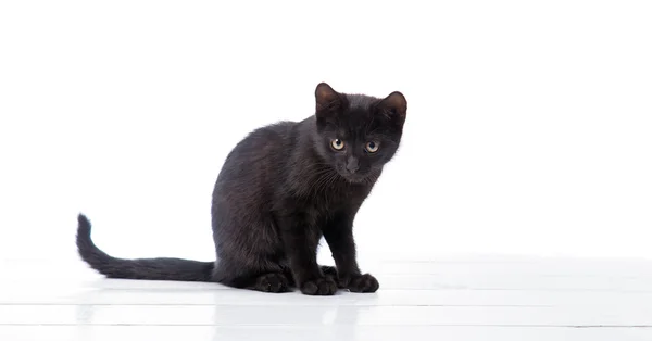 Gato negro Imágenes De Stock Sin Royalties Gratis