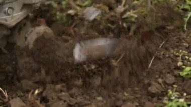 toprak işleme Kültivatör portre