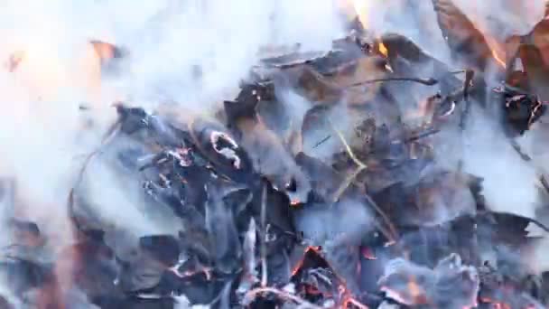 Пылающий огонь и дым — стоковое видео