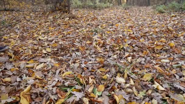 Pareja caminando en la naturaleza — Vídeo de stock