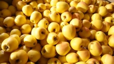 büyük miktarda sarı elmalar