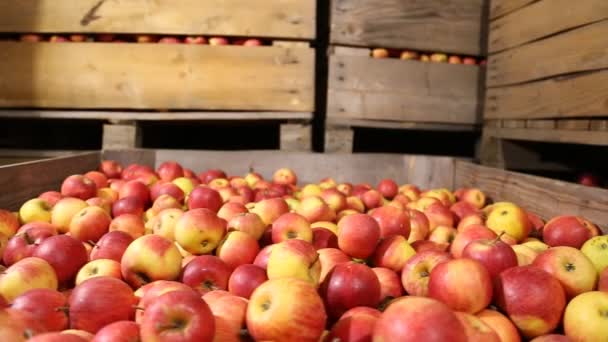 Spousta červených jablek — Stock video