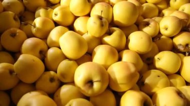 büyük miktarda sarı elmalar
