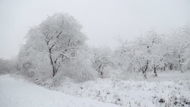 Дерева покриті снігом — стокове відео