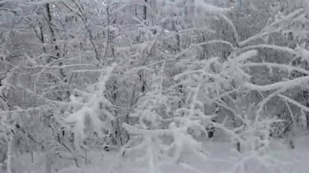 Дерева покриті снігом — стокове відео