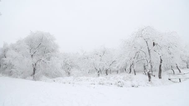 Trees covered with snow — Stock Video