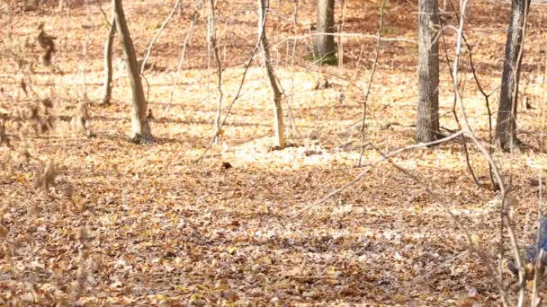 Pareja caminando en el bosque — Vídeo de stock