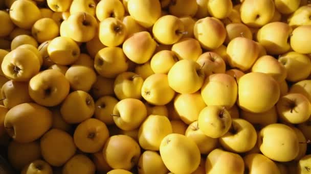 Gran cantidad de manzanas amarillas — Vídeos de Stock
