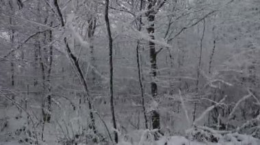 Karla kaplı ağaçlar