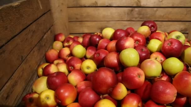 Muchas manzanas rojas — Vídeo de stock