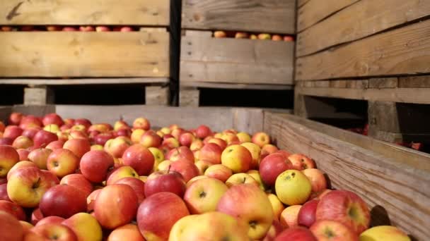 Beaucoup de pommes rouges — Video