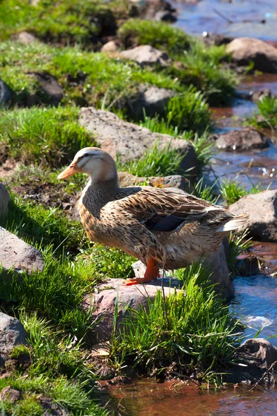 Pato perto do rio. — Fotografia de Stock