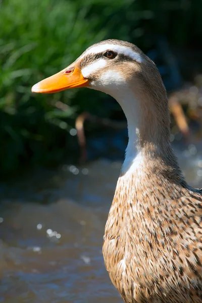 Um retrato de patos — Fotografia de Stock
