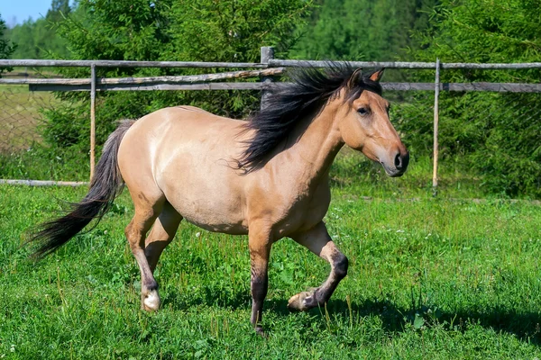 Le cheval dans le pâturage — Photo