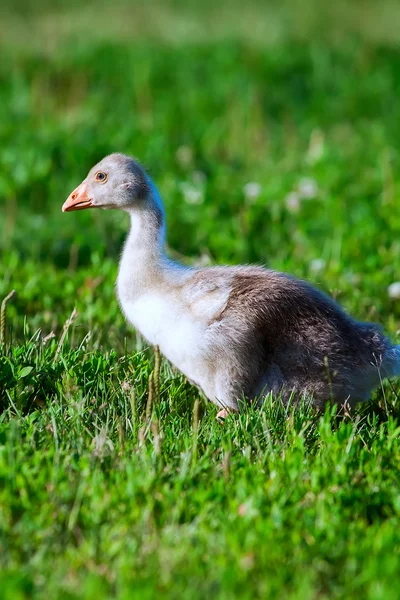 In the grass chick goose — Stock Photo, Image