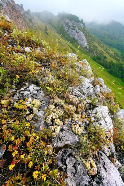 Die grünen Berge im Nebel. — Stockfoto