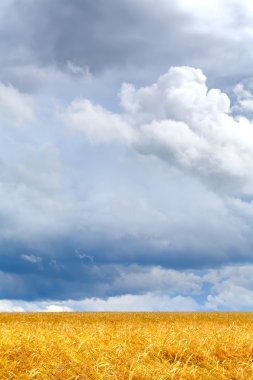 buğday alan ve bulutlar