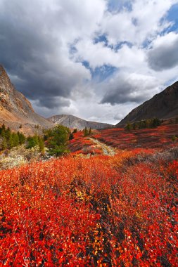 Autumn landscape with mountains and a red Bush. (Altai, Russia). clipart