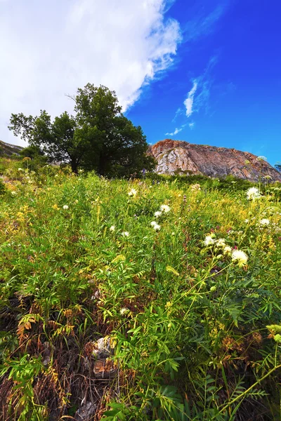 Gras, Baum, Berg — Stockfoto