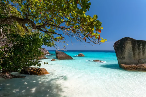 Baum, türkisfarbenes Wasser, Steine, Strand, — Stockfoto