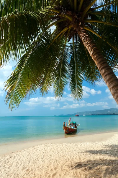 Plaża, palmy, łódź — Zdjęcie stockowe