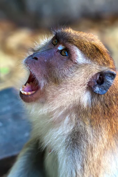 Der wilde Affe zeigt Zähne — Stockfoto