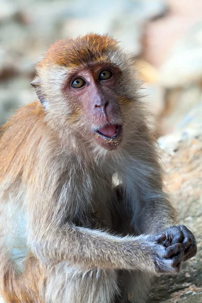 Macaque portrait — Stock Photo, Image