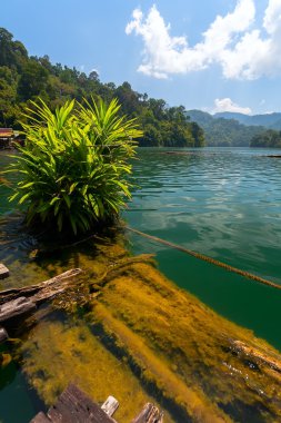 Göl, orman, Tayland