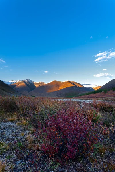 Arbusto de montanha noite Altai — Fotografia de Stock