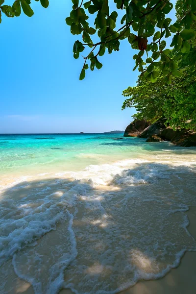 Sandstrand Baum Meer — Stockfoto