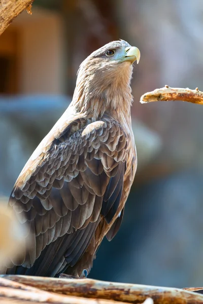 Retrato de un halcón — Foto de Stock