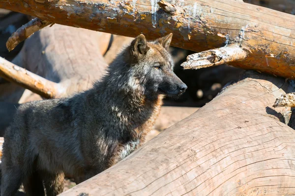 Wolf und Bäume — Stockfoto