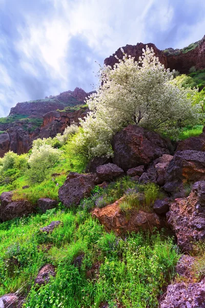 Apple blossom mountain — Stock fotografie