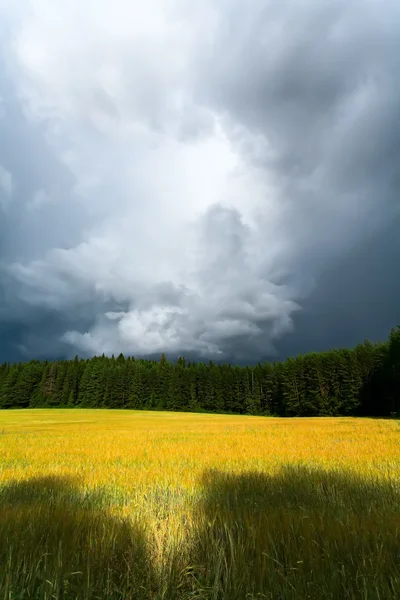 Bulut, ahşap, çayır — Stok fotoğraf