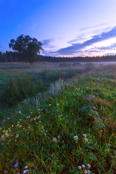 Nacht, Nebel, Wiese — Stockfoto