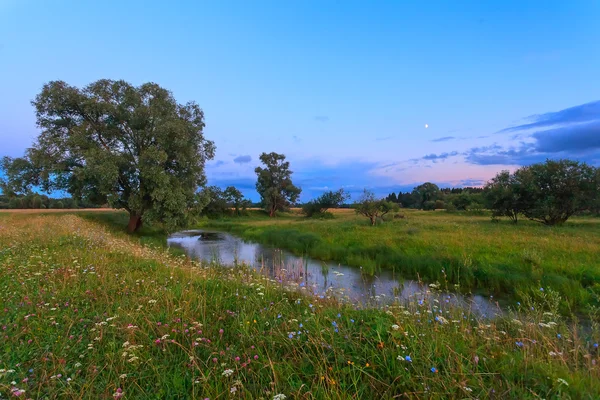 Twilight, meadow, wood