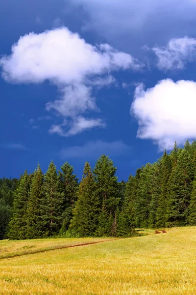 Prairie, bois, paysage — Photo