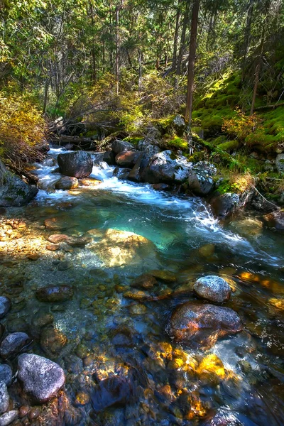 Stream i trä. — Stockfoto