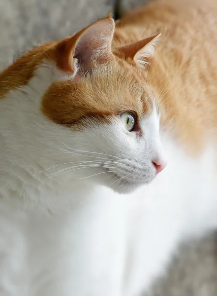 Vicini di casa Gatto maschio — Foto Stock