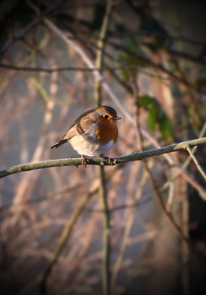 Robin... — Fotografia de Stock