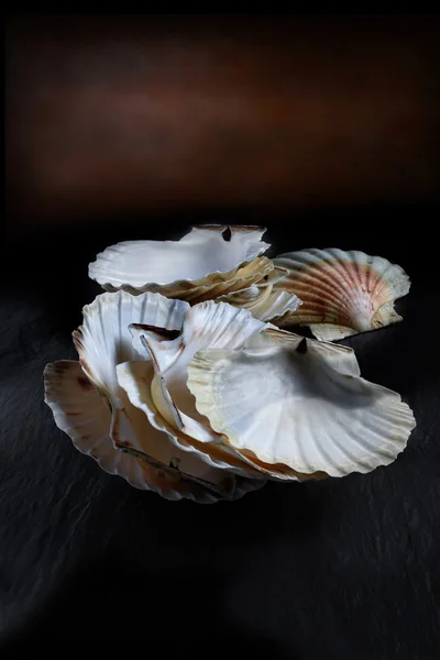 Scallop Shells — Stock Photo, Image