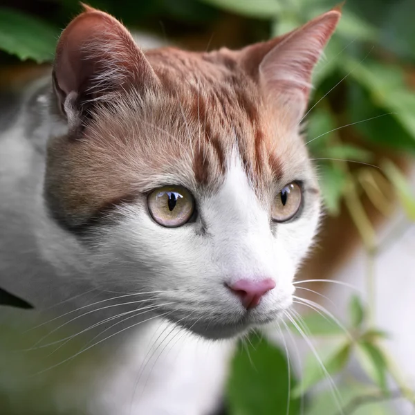 姜猫 — 图库照片
