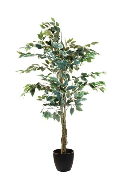 Artificial Fiscus Tree — Stock Photo, Image