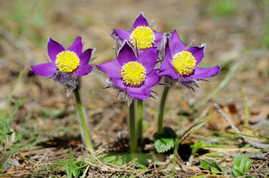 Uyuyan çim damlaları ilkbahar güneşi büyük çayırlık ilk çiçekler yaz Pasque çiçeği Pulsatilla Ranunculaceae ailesinin patentini alır