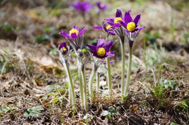 Uyuyan çim damlaları ilkbahar güneşi büyük çayırlık ilk çiçekler yaz Pasque çiçeği Pulsatilla Ranunculaceae ailesinin patentini alır