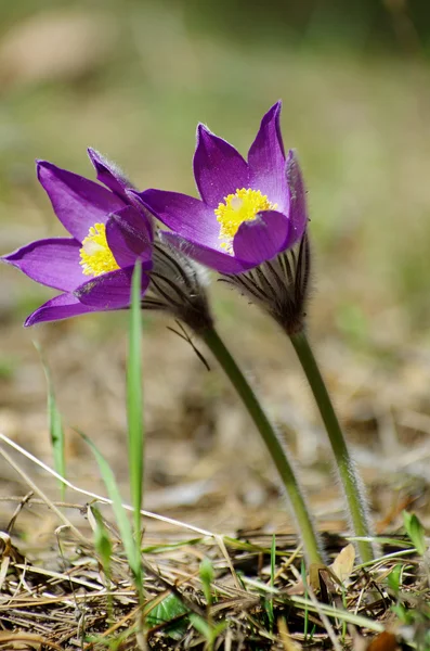Uyuyan çim damlaları ilkbahar güneşi büyük çayırlık ilk çiçekler yaz Pasque çiçeği Pulsatilla Ranunculaceae ailesinin patentini alır