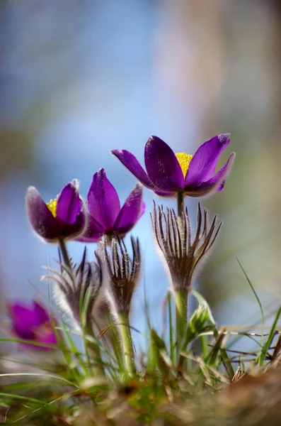 Sleep grass snowdrops spring sun large macro meadow field first flowers summer Pasque flower open Pulsatilla patens family Ranunculaceae