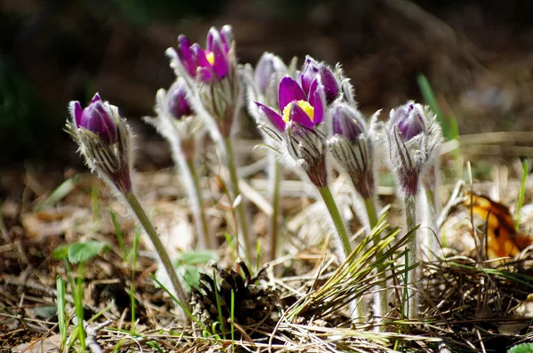 Sleep grass snowdrops spring sun large macro meadow field first flowers summer Pasque flower open Pulsatilla patens family Ranunculaceae