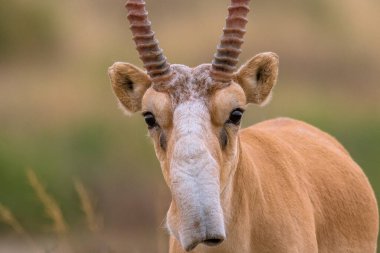 Saiga tatarica, Chyornye Zemli (Kara Topraklar) Doğa Rezervi, Kalmykia bölgesi, Rusya.