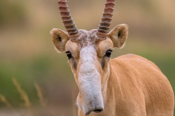 Saiga Tatarica Chyornye Zemli Zwarte Landen Natuurreservaat Kalmykia Regio Rusland — Stockfoto